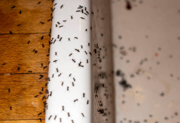 Wasp Removal Services in Richmond, CA