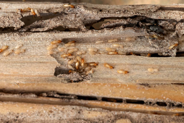 Best Exterminator Services  in Richmond, CA