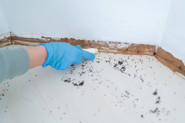 Professional Pest Control in Richmond, CA